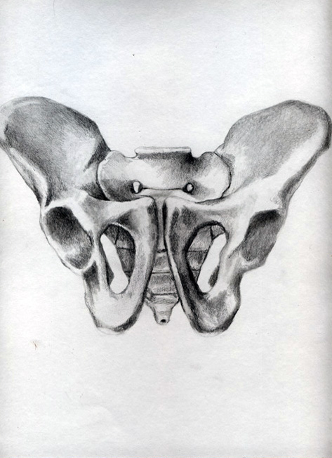 Pelvis