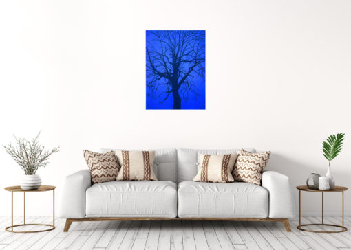 EPIC ALAMEDA BLUE HOUR TREE - Image 2